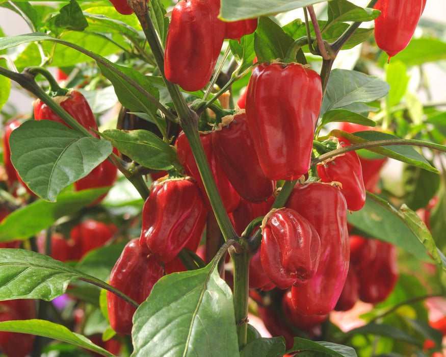 Bulk: Sweet Heat Hybrid Bell Pepper Seeds