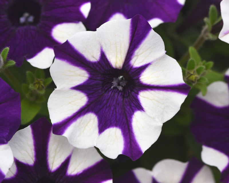 Bulk: Shock Wave® Purple Tie Dye Spreading Petunia Seeds
