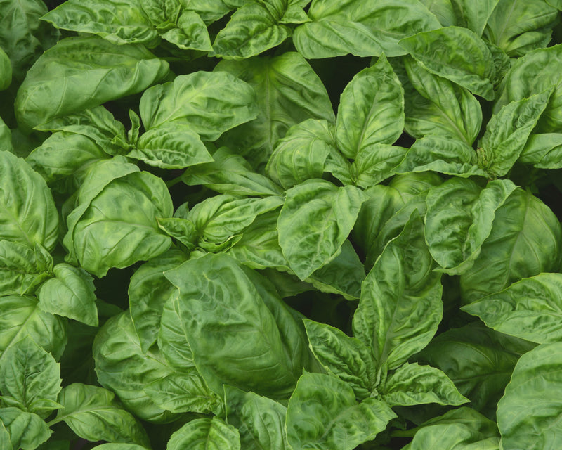 Bulk: Newton Basil Seeds