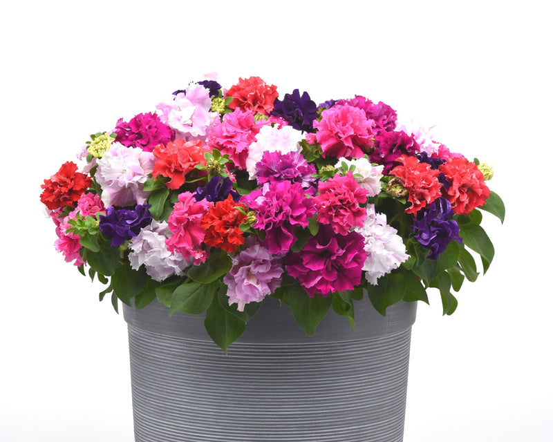 Bulk: Double Cascade Grandiflora Hybrid Mix Petunia