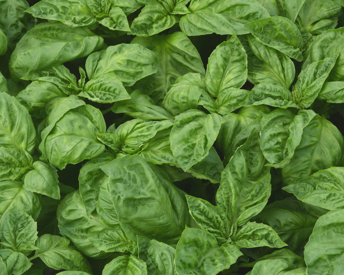 Newton Basil Seeds — Seeds 'n Such