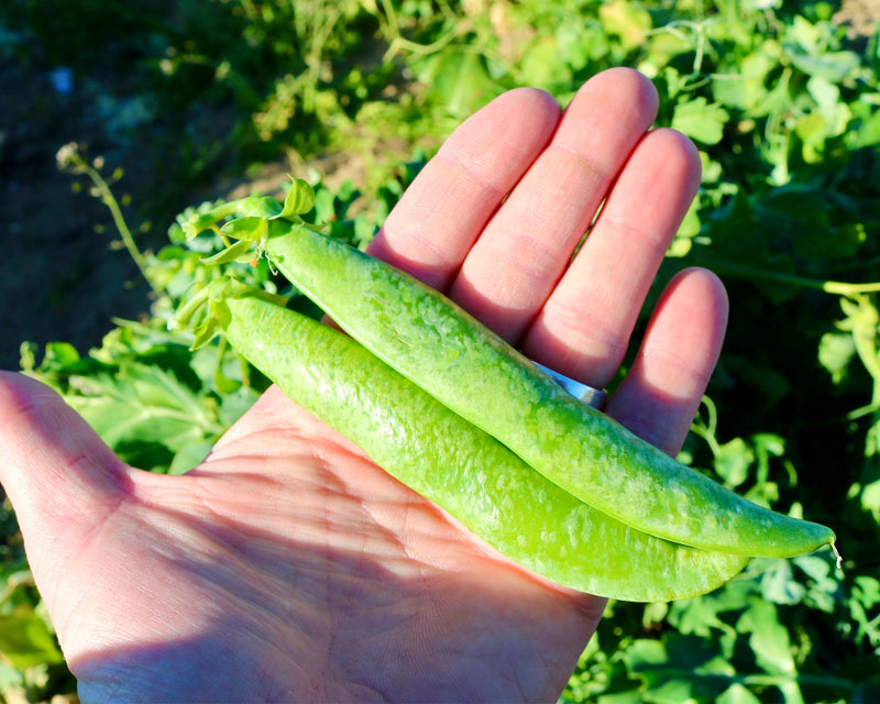 Bulk: Mr. Big Pea Seeds