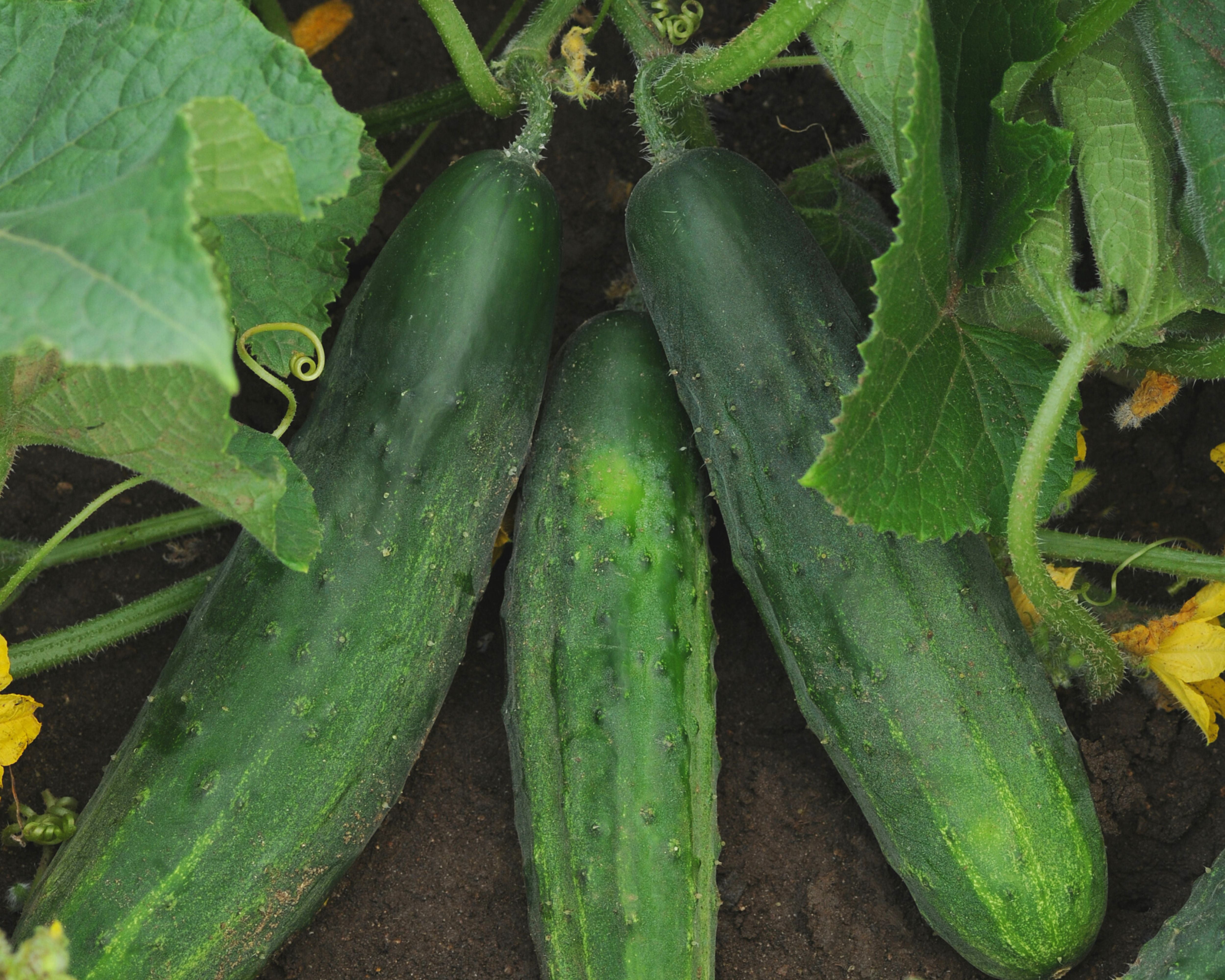 Seeds 'n Such Patio Snacker Cucumber - Thumbnail 4