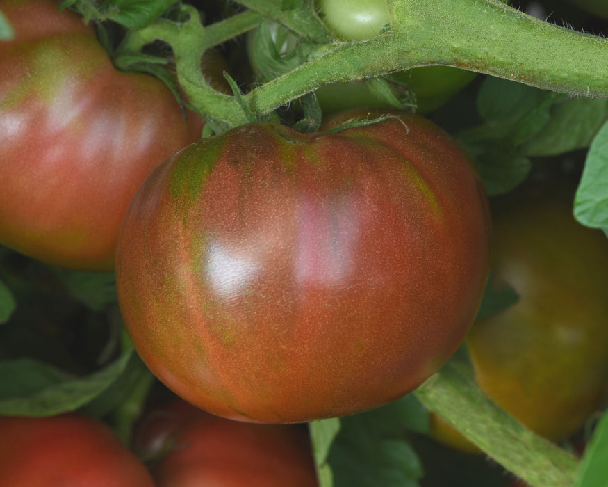 Darkstar Hybrid Tomato Seeds
