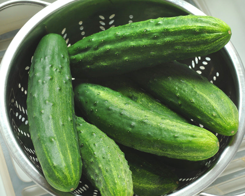 Bulk: Patio Snacker Hybrid Cucumber Seeds