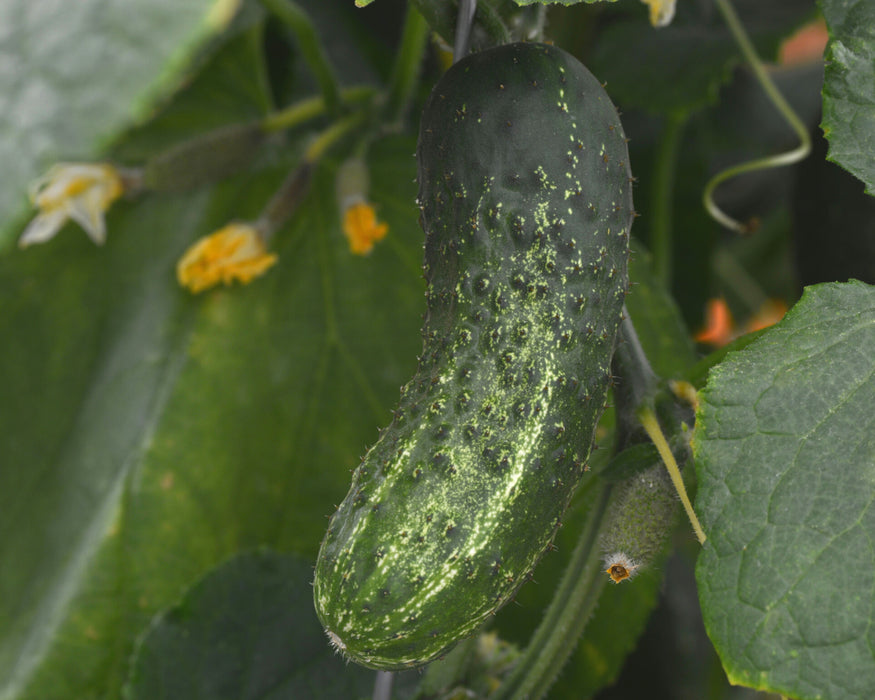 Bulk: Gherking Hybrid Cucumber Seeds
