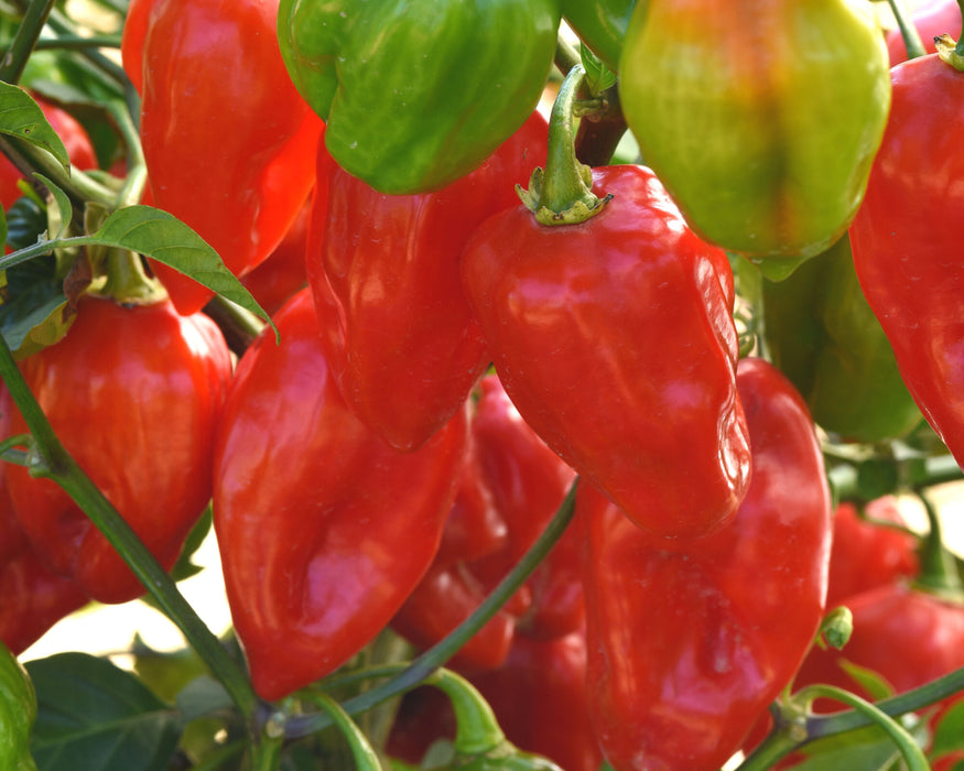 Bulk: Primero Red Habanero Hybrid Pepper Seeds