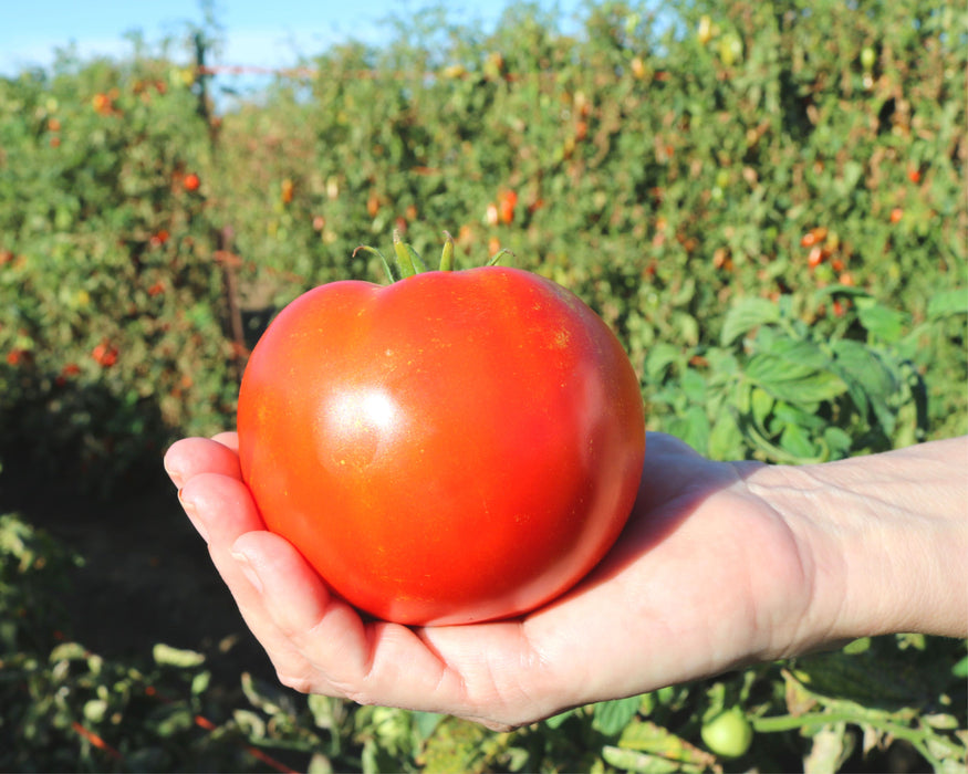 Saybrook Hybrid Tomato Seeds