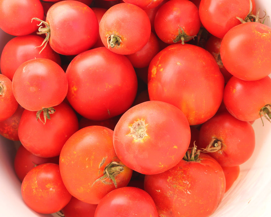 Bulk: Celebrity Plus Hybrid Tomato Seeds