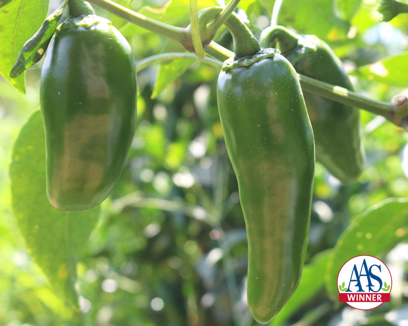 Bulk: Emerald Fire Hybrid Jalapeno Pepper