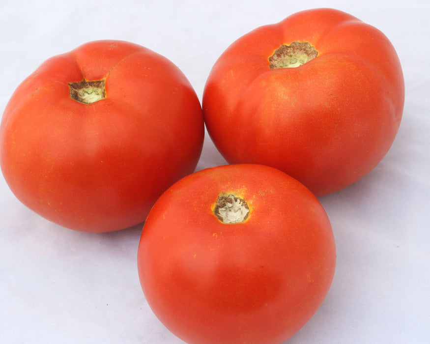 Bulk: Dixie Red Hybrid Tomato VFFFNAStTswv
