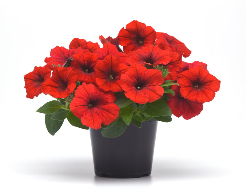 Bulk: E3 Easy Wave Red Hybrid Spreading Petunia