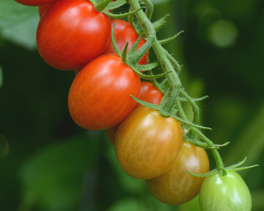 Bulk: Sugar Rush Hybrid Tomato Seeds
