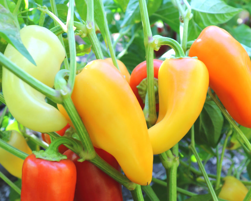 Bulk: Mariachi Hybrid Hot Pepper Seeds