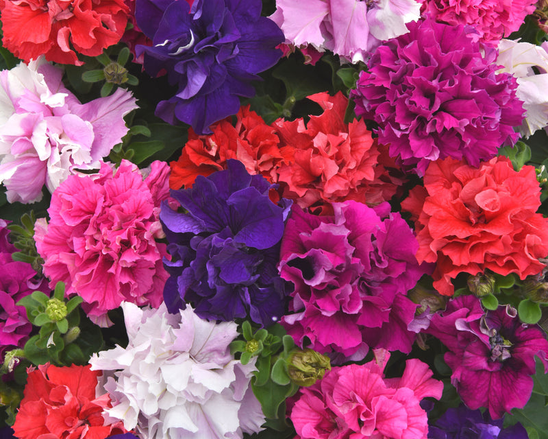 Bulk: Double Cascade Grandiflora Hybrid Mix Petunia