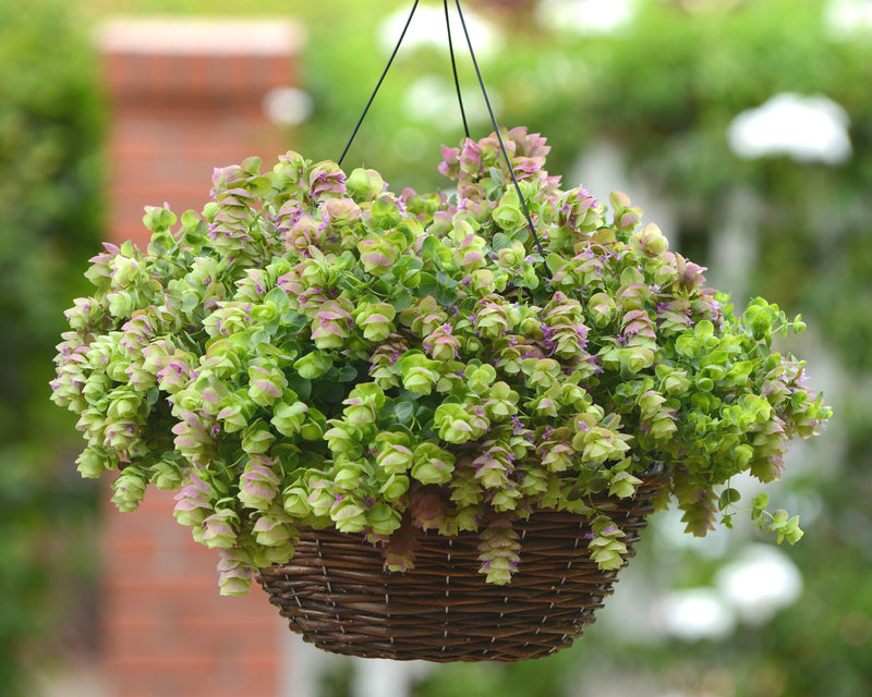 Bulk: Kirigami Ornamental Oregano
