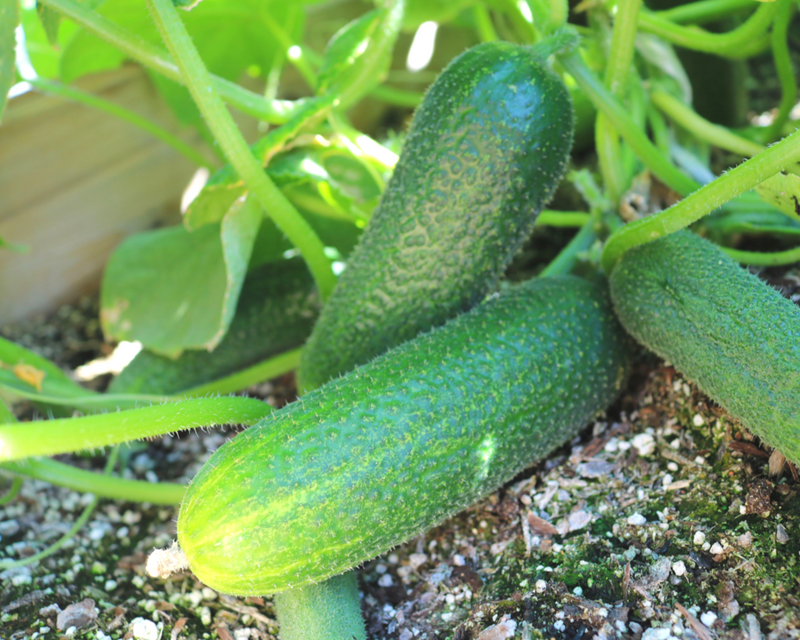 Bulk: Corentine Pickling Hybrid Cucumber Seeds