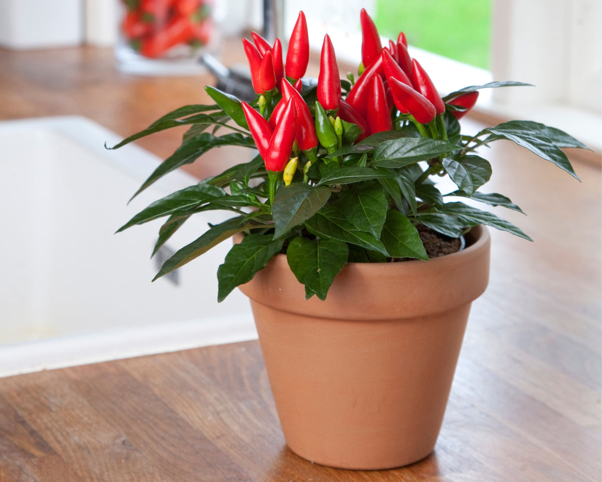 table pepper plant Taquito Hybrid Pepper Seeds