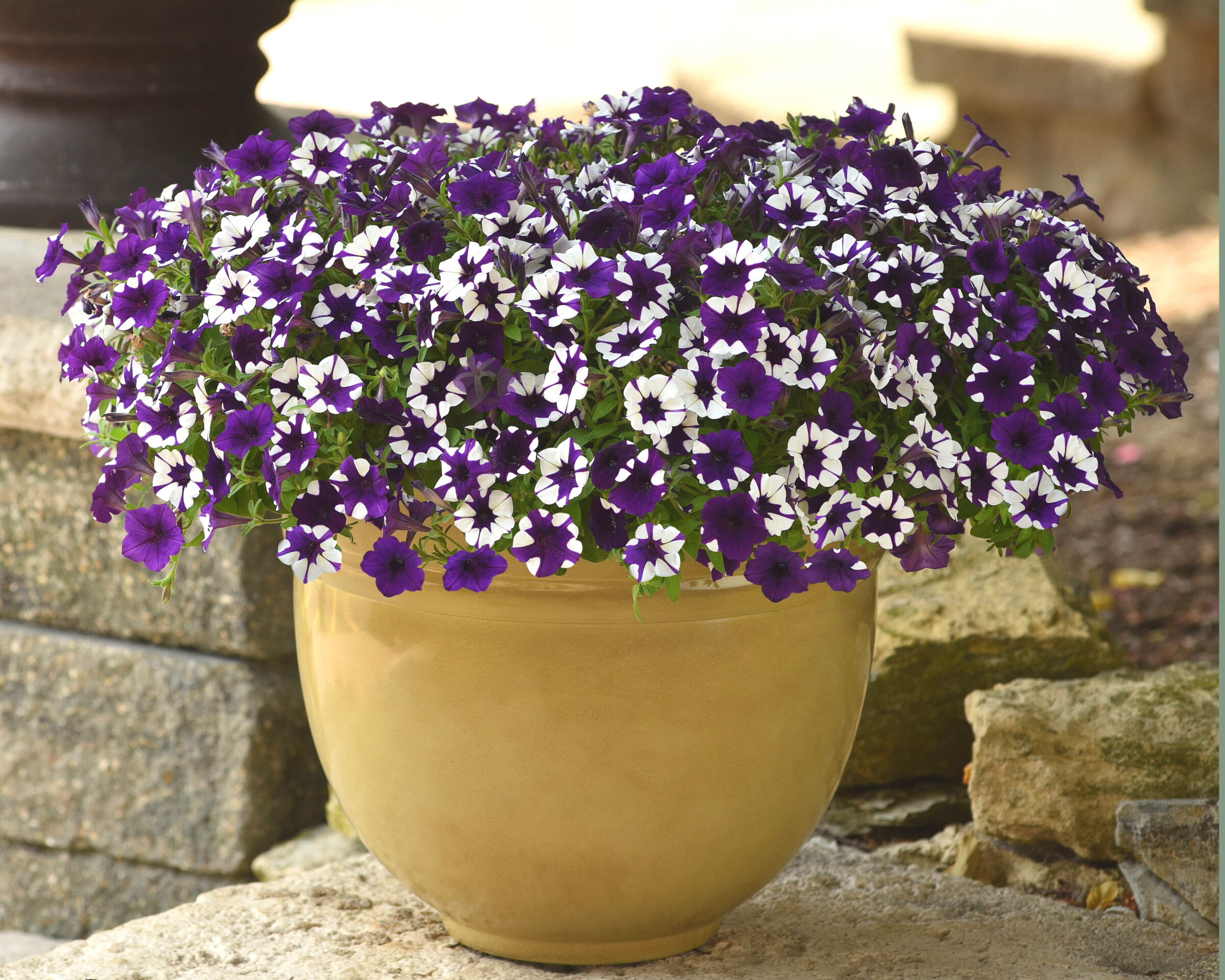 Shock Wave® Purple Tie Dye Spreading Petunia Seeds — Seeds 'n Such