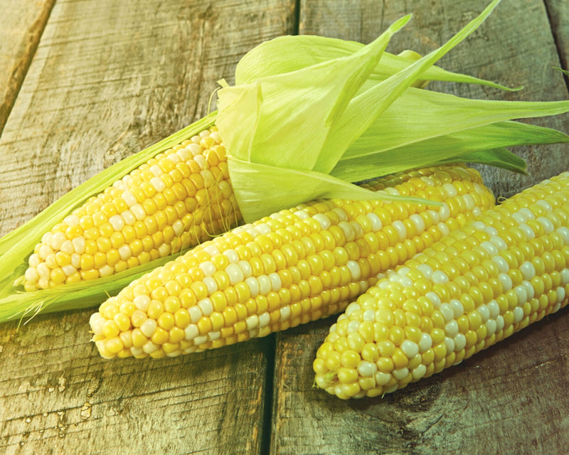 Bulk: Temptation (bicolor se) Hybrid Sweet Corn Seeds
