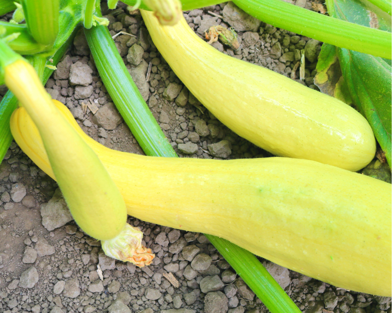 Bulk: Dixie Yellow Crookneck Hybrid Summer Squash Seeds
