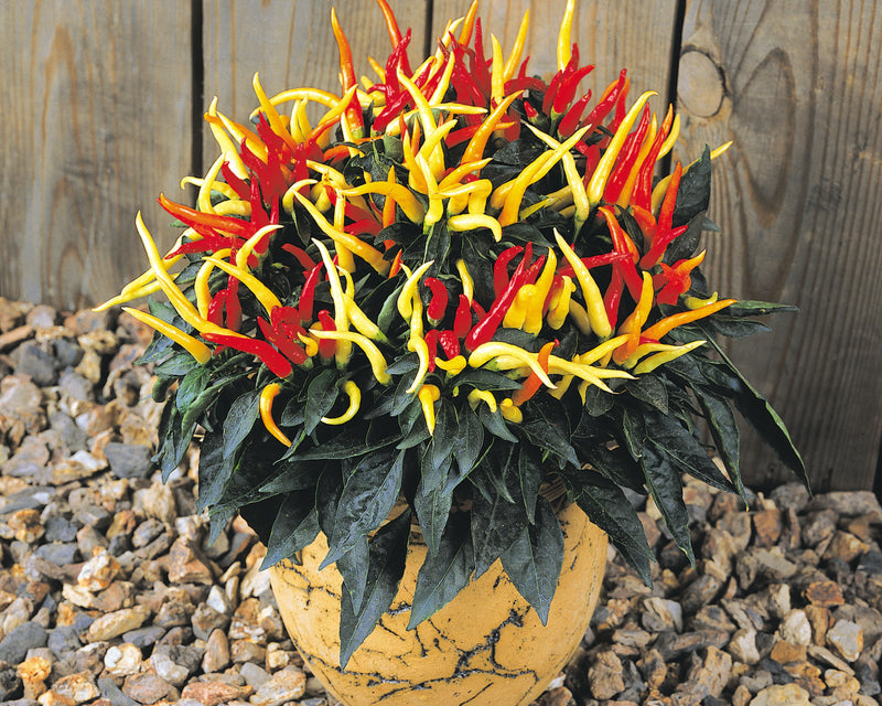 Bulk: Medusa Pepper Seeds