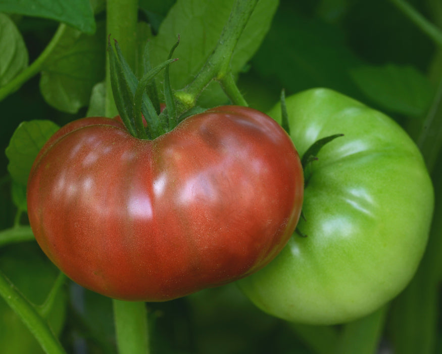 Cherokee Carbon Hybrid Tomato Seeds