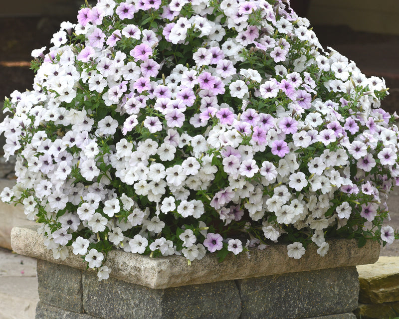 Bulk: Hybrid Tidal Wave® Silver Spreading Petunia Seeds