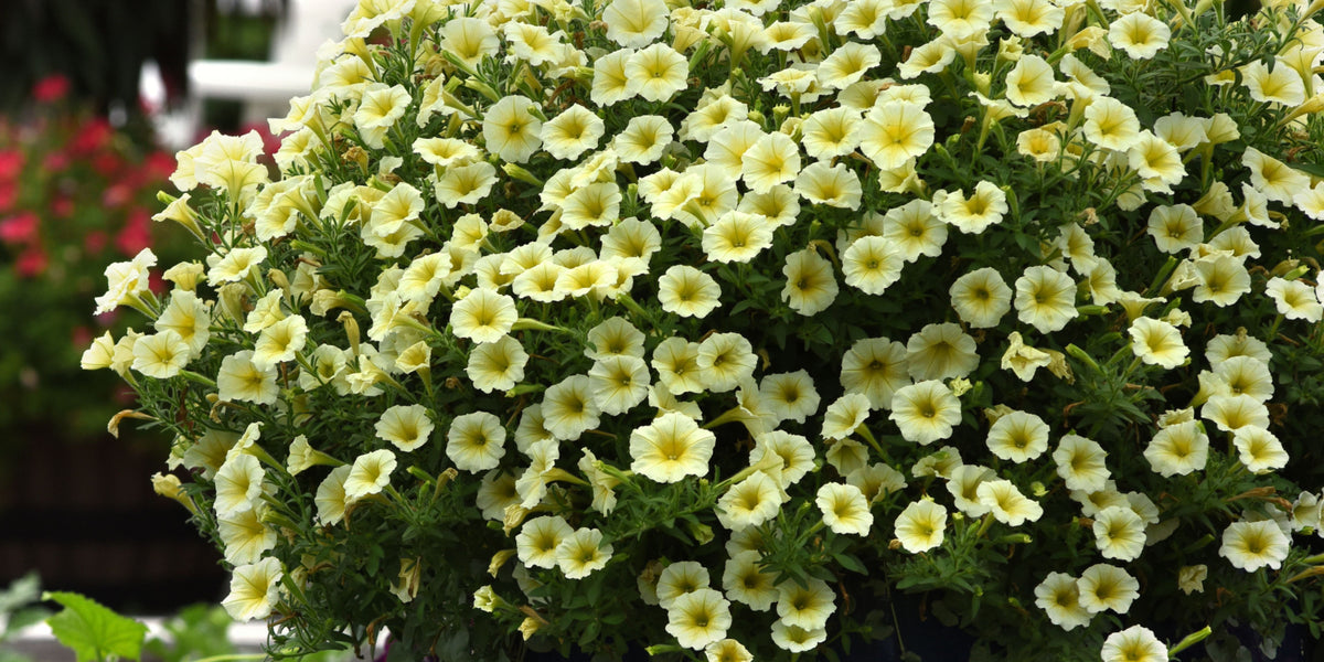 Bulk: Hybrid Easy Wave Yellow Spreading Petunia Seeds — Seeds 'n Such