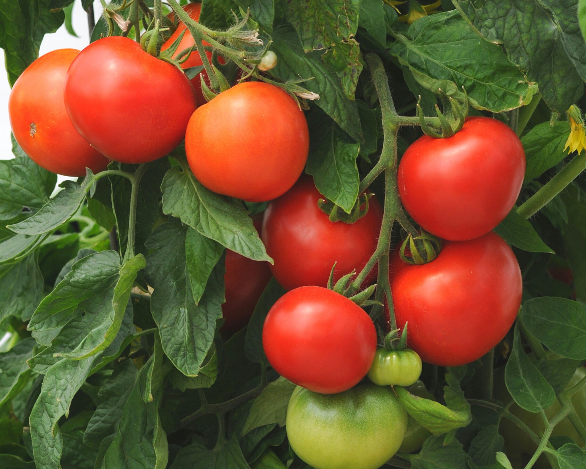 Bush Tomatoes for Patios and Containers — Seeds 'n Such