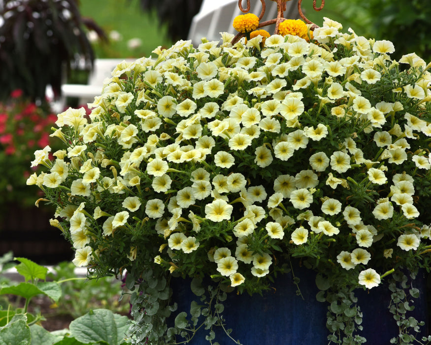 Hybrid Easy Wave Yellow Spreading Petunia Seeds — Seeds 'n Such
