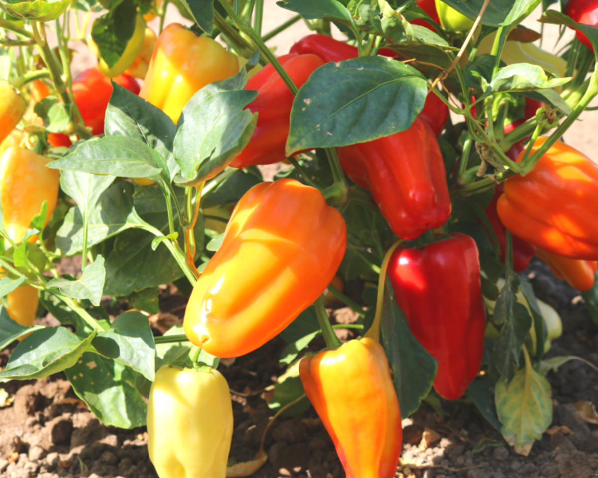 gypsy plant seeds Gypsy Hybrid Pepper Seeds — Seeds 'n Such
