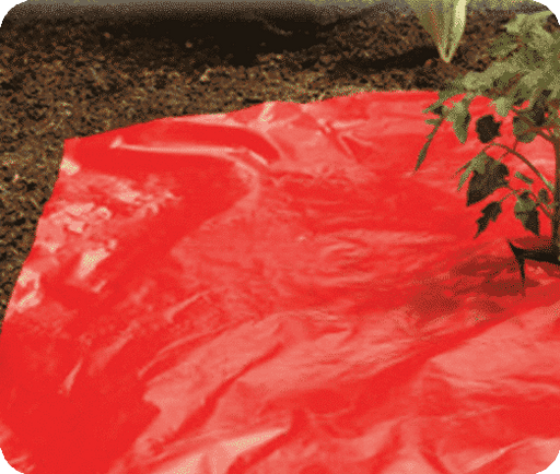 red plastic mulch for tomato plants Red Mulch Film — Seeds 'n Such