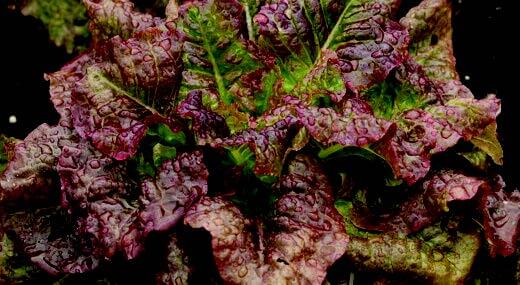 Bulk: Red Sails Lettuce Seeds — Seeds 'n Such