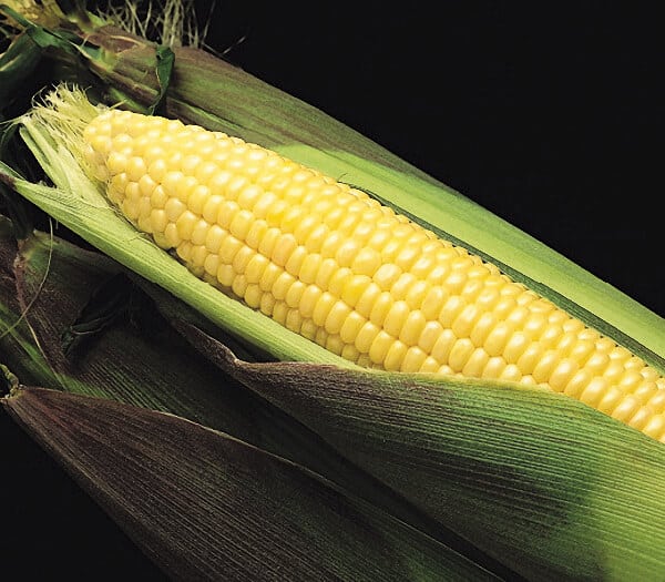 Bulk: Kandy Korn EH (yellow se) Corn Seeds