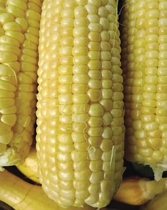 Iochief Hybrid Corn Seeds