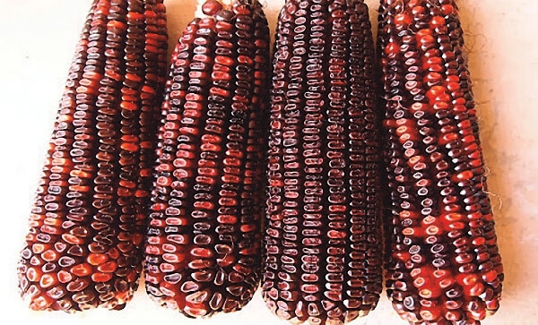 Bulk: Bloody Butcher Corn Seeds