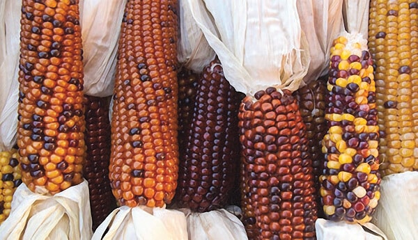 Bulk: Calico Indian Corn Seeds