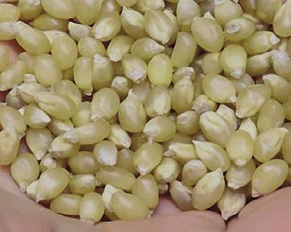 Bulk: Japanese White Hulless Corn Seeds