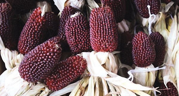 Bulk: Strawberry (dark red) Corn Seeds
