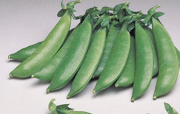 Bulk: Sugar Sprint Pea Seeds