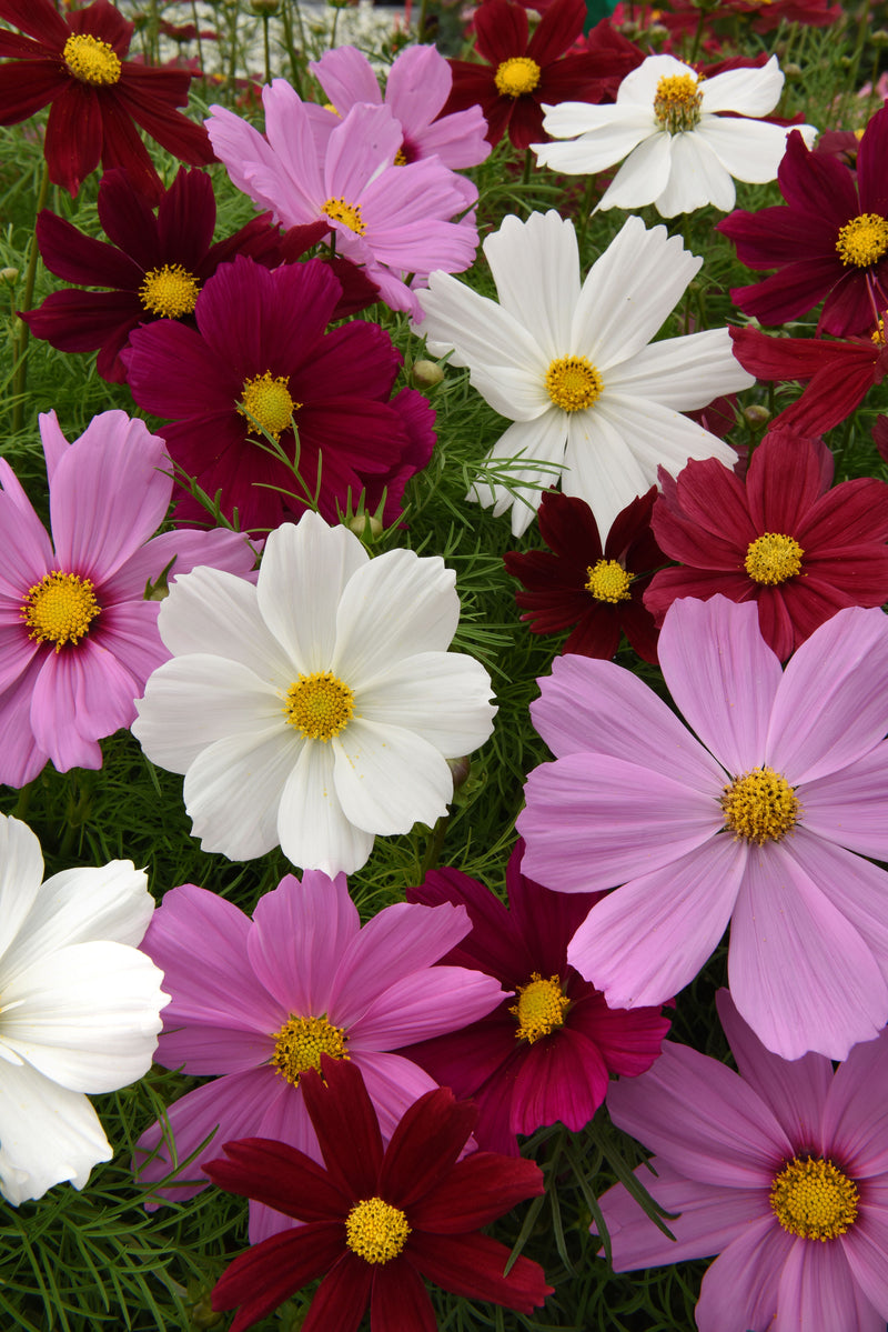 Bulk: Sonata Mix Cosmos