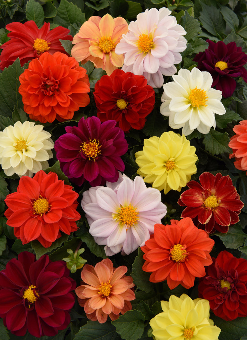 dahlia seed mix Dahlia Figaro Mix Seeds — Seeds 'n Such