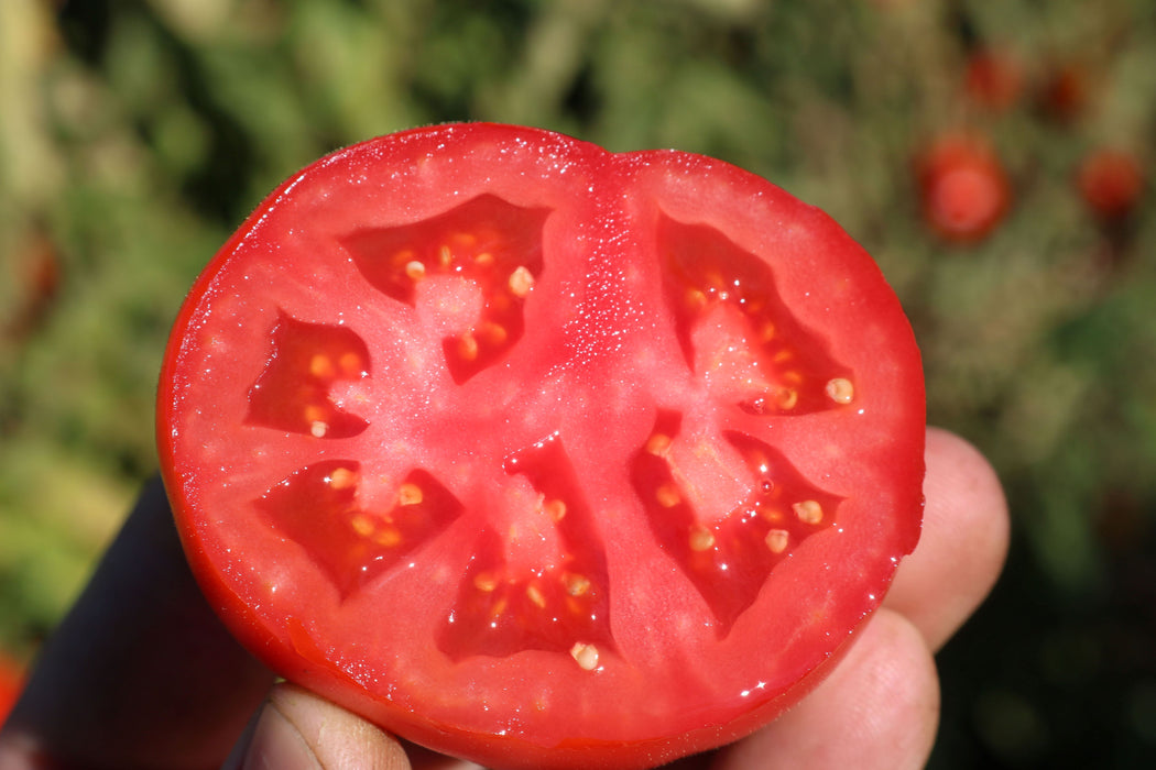 Early Girl Plus Hybrid Tomato Seeds