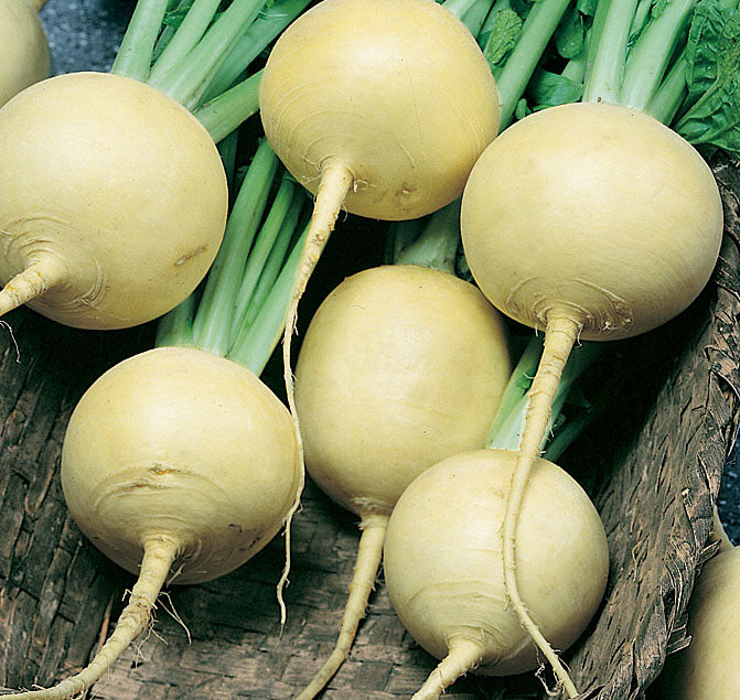 Golden Globe Turnip Seeds