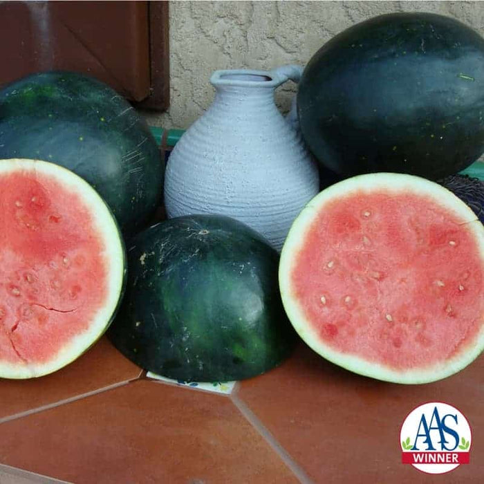 Bulk: Harvest Moon Seedless Hybrid Watermelon Seeds