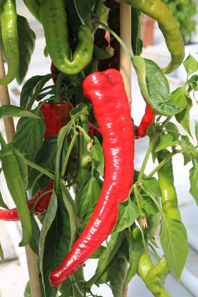 Bulk: Mesilla Hybrid Pepper Seeds
