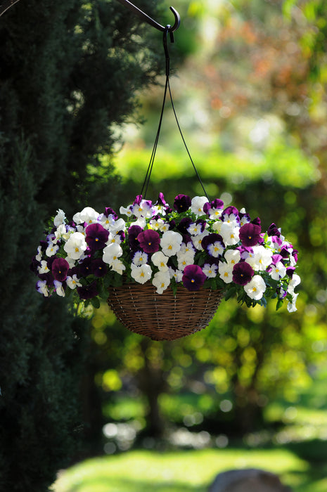 Pansy Cool Wave Berries ‘n Cream Mix