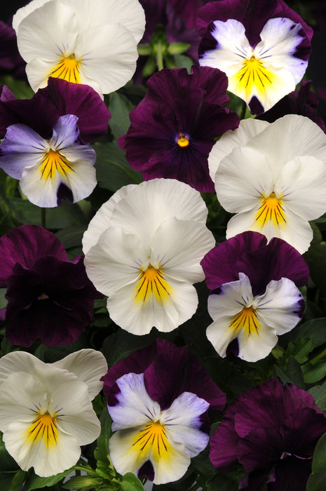 Majestic Giants ll Autumn Mix Pansy Seeds
