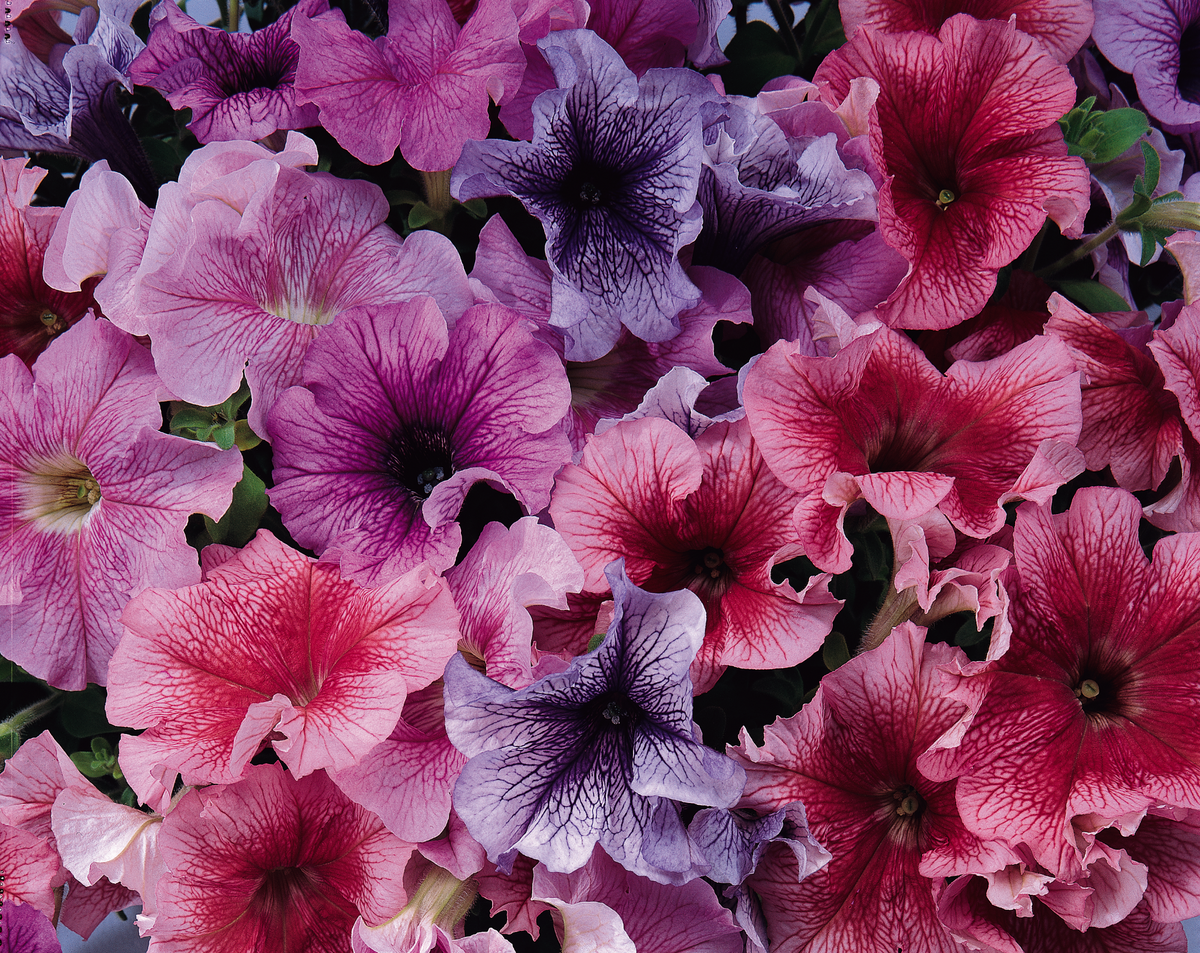 Hybrid Petunia Daddy Mix